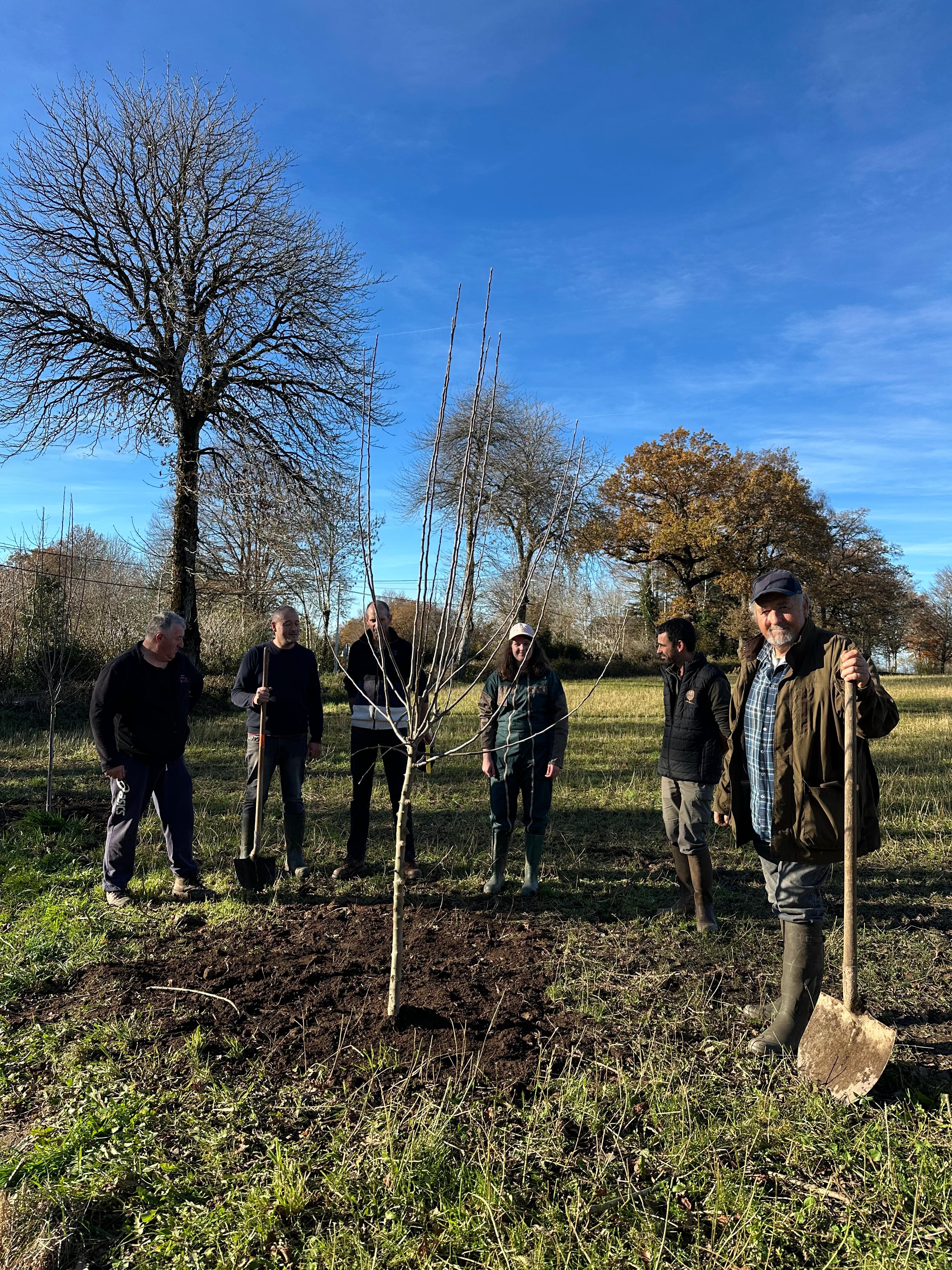 Des arbres fruitiers dans les haies