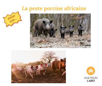 Le réseau SAGIR en action : la peste porcine africaine (PPA)