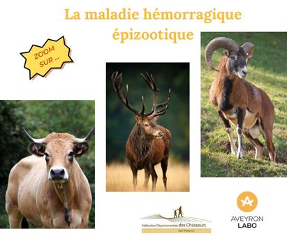 Le réseau SAGIR en action : la Maladie Hémorragique Epizootique (MHE) 