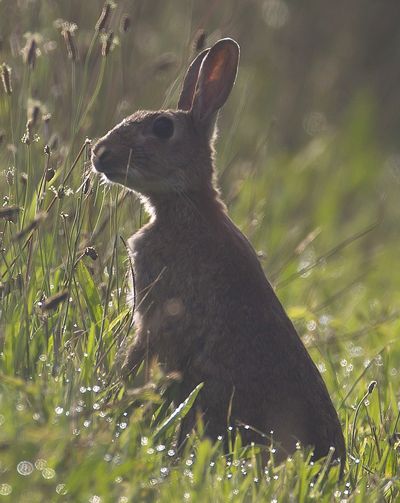 Un bond de lapin