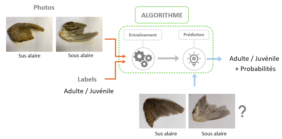 Modèle IA ailes de caille