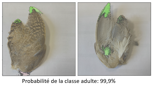 Modèle IA ailes de caille résultats