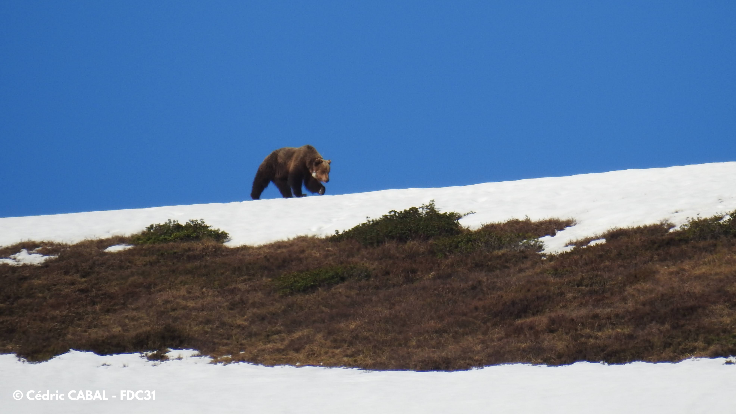 Chasseurs en zone à ours : précautions, recommandations et conduites à tenir