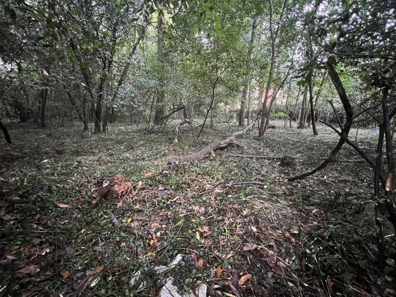 La FDC31 sollicitée pour limiter les sangliers dans le bois de Lapeyrade