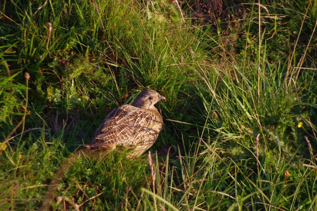 Les chasseurs comptent les Perdrix grise de montagne dans les Pyrénées, pourquoi ?