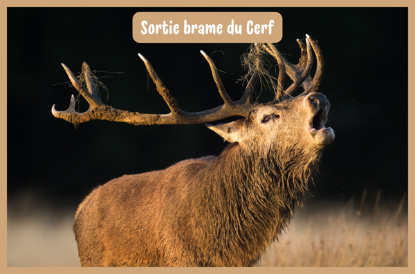 Observation et écoute du cerf en plein brame