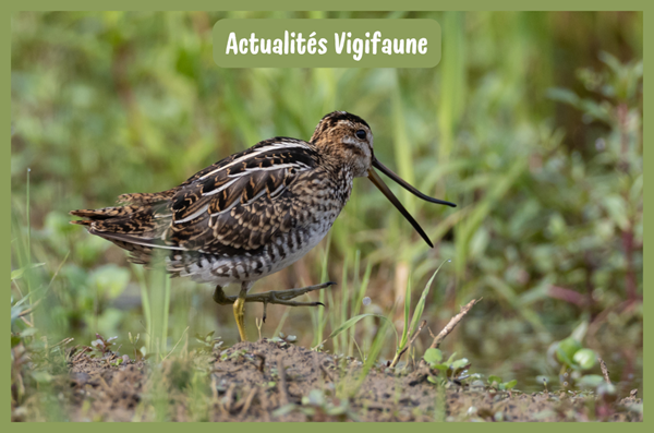 Vigifaune : Suivi des Espèces et Nouvelles Perspectives sur la Biodiversité Locale