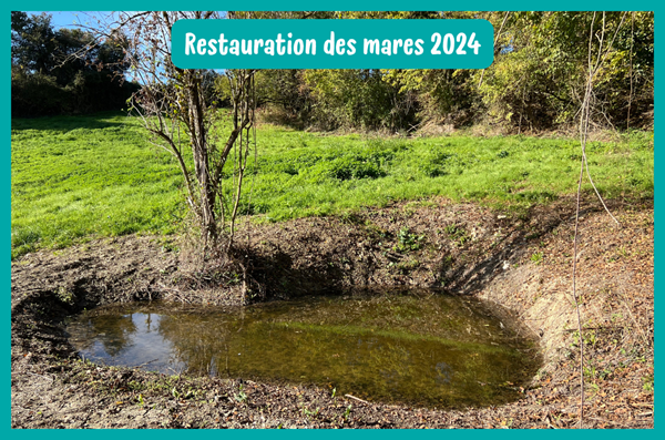 Restauration des mares : un pas de plus pour la Trame Verte et Bleue