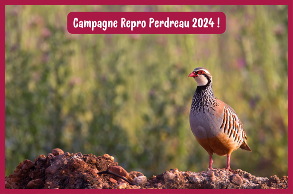 Campagne Repro Perdreau : contribuez à améliorer nos connaissances sur la Perdrix Rouge