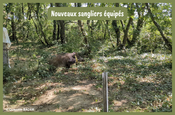 VIA SINGLAR : de nouveaux sangliers équipés !